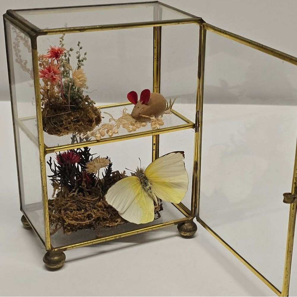Vintage Taxidermy Butterfly Dried Flowers Terrarium Diorama Glass Display Case